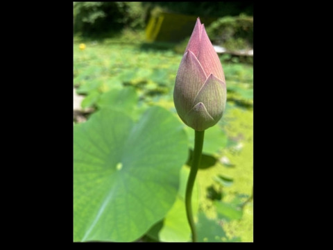 れんこん花 蓮の花 5本 直径3 5cm程度 生花 鑑賞 飾付け 日常のひと時をちょっとだけこころ豊かに 徳島県産の花 植物 食べチョク 産地直送 産直 お取り寄せ通販 農家 漁師から旬の食材を直送