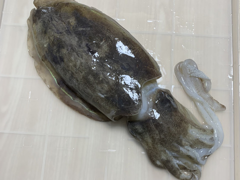 【漁師直送】紋甲烏賊 1杯《800ｇ超》