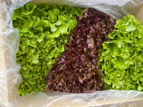 4kg【数量限定】農薬不使用のリーフレタス！今だけの柔らかいレタスが食べれる！