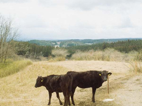 ソトモモ_【自然なおいしさを、直送で】放牧で育ったジャージー赤身の生肉_1.4kg