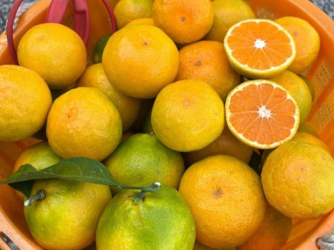 有田みかん【ゆら早生】中玉サイズ　5kg（箱込）