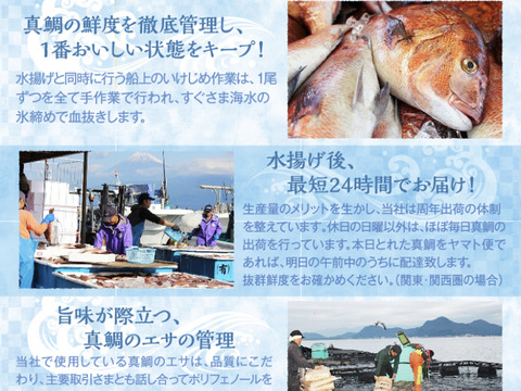 【食べ比べ】鯛さしみ3種セット（さしみ、くんせい、昆布締め）1パック約300g