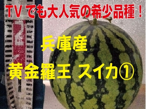 兵庫産 黄金羅王　TVで大人気　中玉スイカ1玉　ご家庭用①