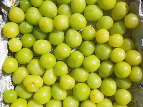 大粒シャインマスカット/上位等級の青秀品！/業務用/山梨県笛吹市産/5kg入 大粒シャインマスカット/上位等級の青秀品！/業務用/山梨県笛吹