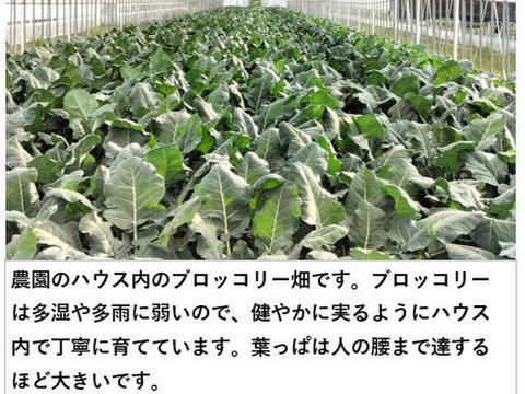 【秋田県比内産】採りたて新鮮！ブロッコリー　約1,500g