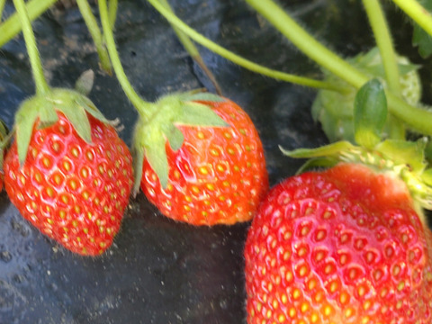 【まとめ買い用（チルド）】いちご３０個以上、２パック（19cm✕12.6cmのパック）🍓農薬、除草剤、化学肥料等一切不使用🍓昔懐かしいようないちご🍓ゆうパック翌日配送🍓※品種はお選びできません