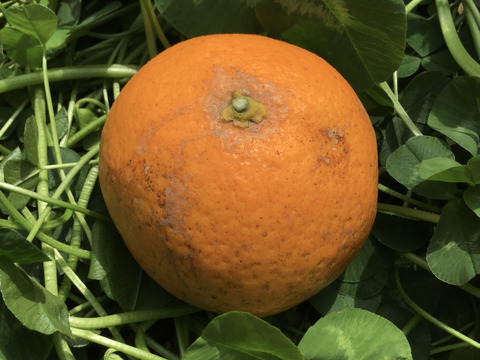 採れたてお届け！清見オレンジ1kg&爽やか八朔1kgセット【農薬不使用】