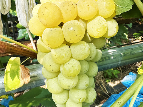 独特の甘い香り！岡山県産ヒムロットシードレス（約1kg、3～4房）