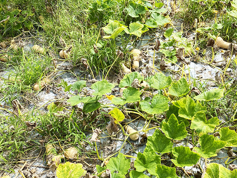 柔らかく、切りやすい！バターナッツかぼちゃ（1kg、1～2個入り）農薬・化学肥料不使用