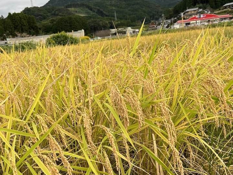 【３月セール】自然栽培「豊コシヒカリ」玄米　１０ｋｇ