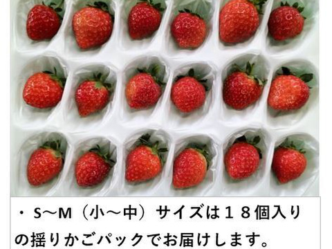 イチゴ ２パック  もぎたて新鮮 香り豊か！