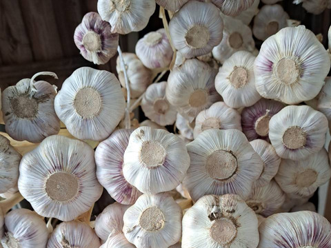 令和７年産　阿蘇・西原村産にんにく❗たっぷり1㎏箱セット❗阿蘇外輪山の豊富な地下水と豊かな自然環境で収穫して自然乾燥した、濃厚な味わいのにんにくです。