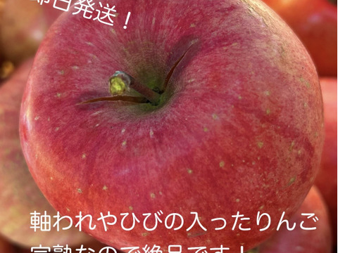 フードロスにご協力下さい‼️山形県産樹上完熟サンふじ【訳あり5キロ】