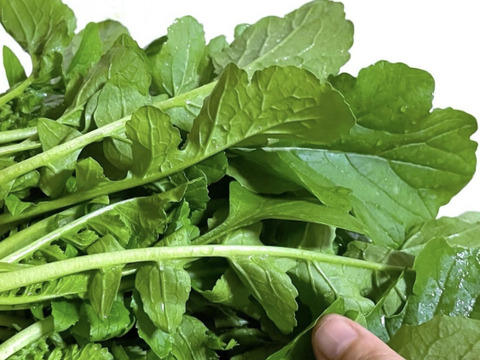 【お試し価格】細根大根を100g