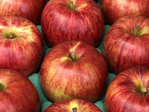 【残りわずか！】葉とらずサンつがる「ジュワッと果汁」家庭用約2.7Kg　青森県産　数量限定　つがる　りんご　葉