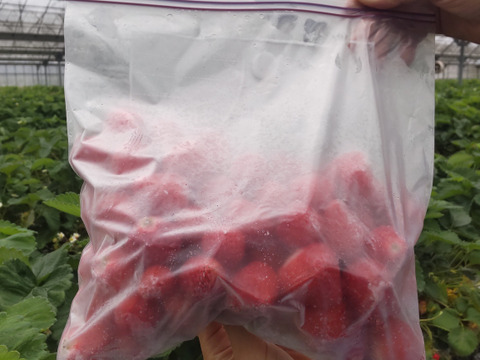 静岡県産　完熟冷凍イチゴ　2kg　品種は　恋みのり　かおり野　いずれか