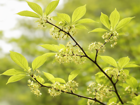 【ノンカフェイン】漢方と香木のお茶！　杜仲とクロモジ ３g３包入り ×３袋セット