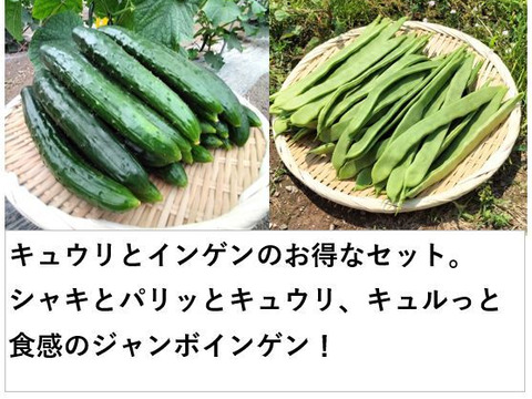 キュウリとインゲンのセット（12本/700ｇ）