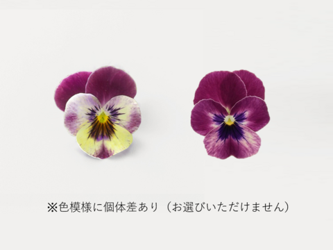 ＜室内栽培＞【エディブルフラワー　ビオラロイヤルパープル（20輪）】EatHanaイトハナ　食べられる花　水洗い不要　日持ち　ケーキ飾り　トッピング　デコレ―ション　装飾　クリスマス　お祝い　誕生日
