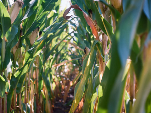 ※次回発送８月頃～【五つ星ホテルでご提供】朝採れ発送！兵庫県香美町産ヤングコーン・ベビーコーン(品種：ゴールドラッシュ)！