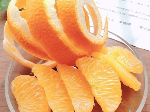 木成り八朔『小玉』8.5kg（箱込）