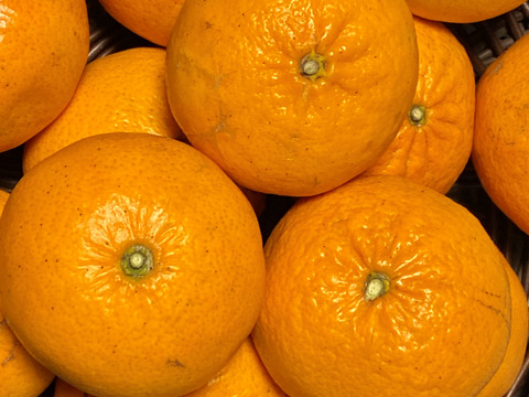 【数量限定☆希少の柑橘🎁】甘さいっぱい！高い糖度、強い香り！(麗紅)れいこう 2㎏🍊