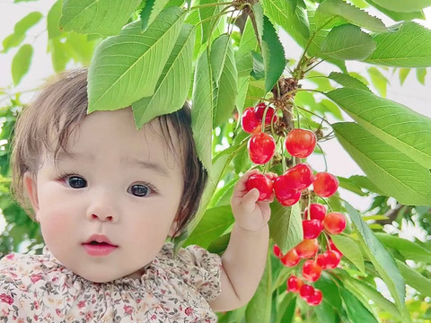 ❤︎ さくらんぼ 紅秀峰 1㎏