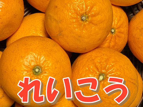 食べ比べ【数量限定☆希少の高級柑橘🎁】不知火１㎏&(麗紅)れいこう１㎏🍊