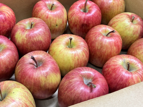 ★在庫限り★【訳あり・バラ詰め】まさゆめ🍎約2.7Kg　在庫限り　ふじの子供　希少品種　新品種　果汁たっぷり　流行の先取り　青森県産　数量限定