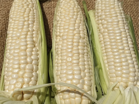 【福袋2025】食べチョク八周年記念セット