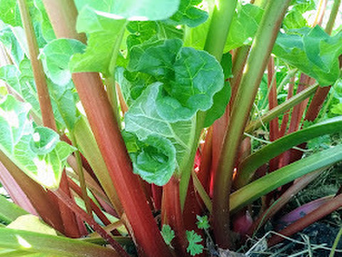 欧米伝統の味❢ルバーブ＆ラズベリーコンフィチュール（ジャム）【110ｇ】