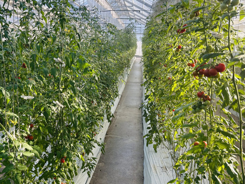 【高糖度】イナカカラトマト1KG【彩鮮やか】