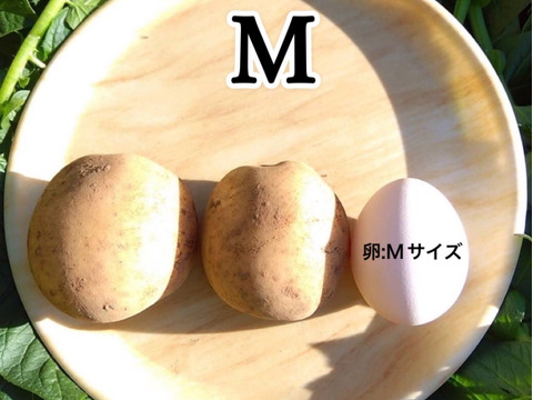 【期間限定】種子島産 新じゃが(ML2L)＆熟成安納芋(2Sサイズ) セット ｜1箱2kg(箱別)