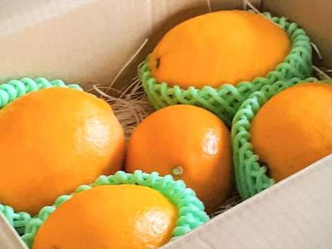 有機JAS八丈島レモンサ特大４個➕おまけ
防腐剤不使用、ノーワックス・東京GAP取得！