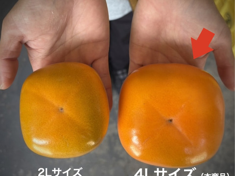 【送料500円引き🍂】数量限定⭐️  特大ひらたねなし柿🟧　4L以上 8玉入り（家庭用）