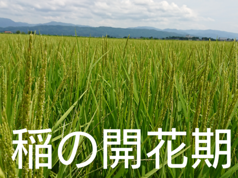 【 玄米・２４kg 】米の旨味たっぷり 自然栽培米 ひとめぼれ