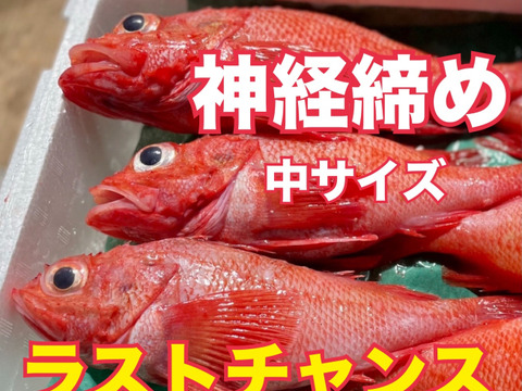 【ラストチャンス】キンキ 中サイズ船上活締め 朝どれ  1kg4尾