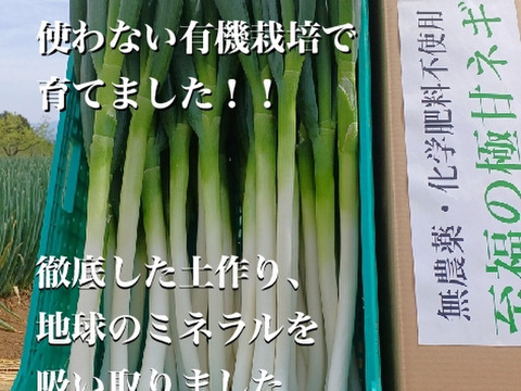 田んぼのタルルさん用セット商品①M/L混合 22本 1180円×【3箱