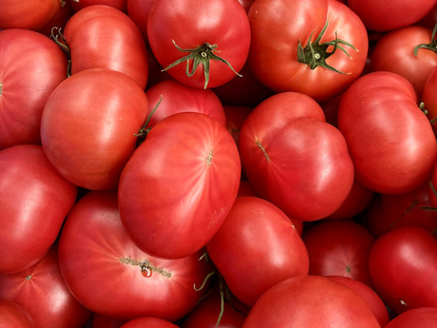 [予約割引20%OFF]むぎゅっとがっしり！！個性派濃旨フルーツトマト（10キロ)