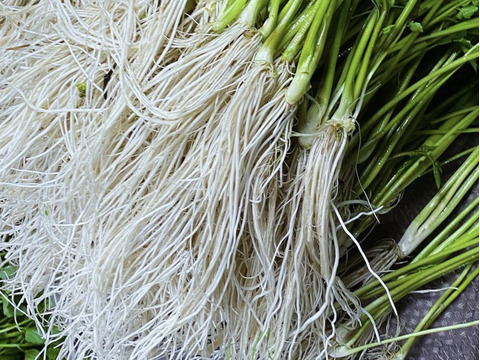 知る人ぞ知る伝統野菜『三関せり』250g×2束：秋田県産のその他茎野菜
