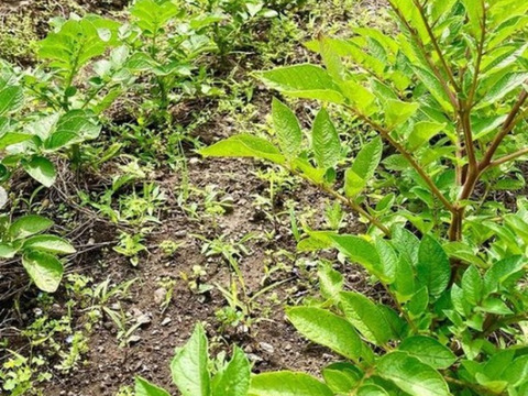 【サイズ混合ほくほく男爵、でんぷん質たっぷり！！】約３キロ！！農薬肥料不使用！！