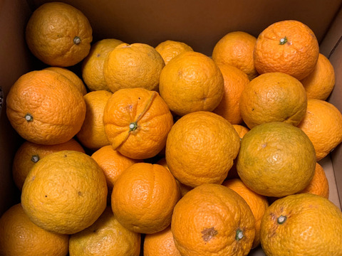 【お買い得！！】じゃばら 約5㎏（家庭用）