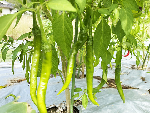【乾燥唐辛子】初心者お勧めの辛さ！魔女の杖（約20g）農薬・化学肥料不使用