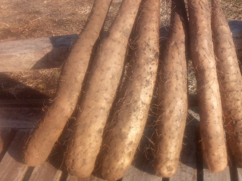 甘〜いナガイモ！約4kg　大きさ色々（6本前後）
※商品説明をご一読の上、「常温便」、「クール便」をご指定下さいませ。