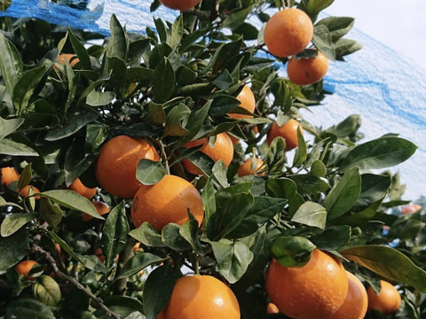 やさし〜い甘さ！ツルンと丸っこい『サンライト』　10kg