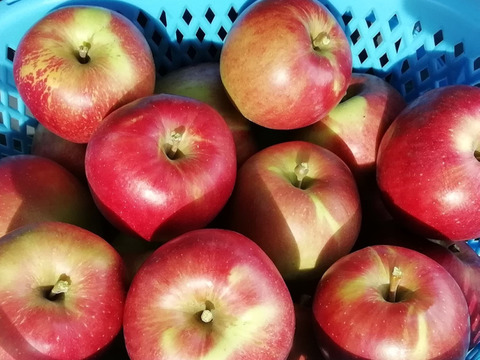 「サンつがる＋すわっこ」　ミックス3キロ箱【葉とらず】JA基準より60％減の低農薬栽培【りんご食べ比べ】