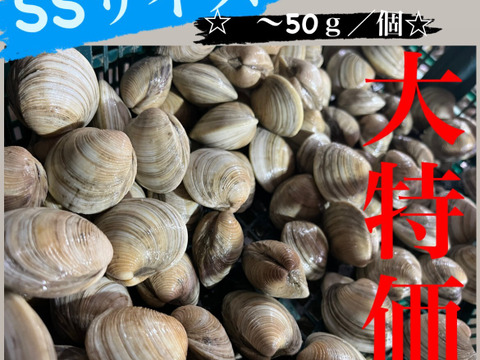 ホンビノス貝５㎏【SSサイズ～５０g】
