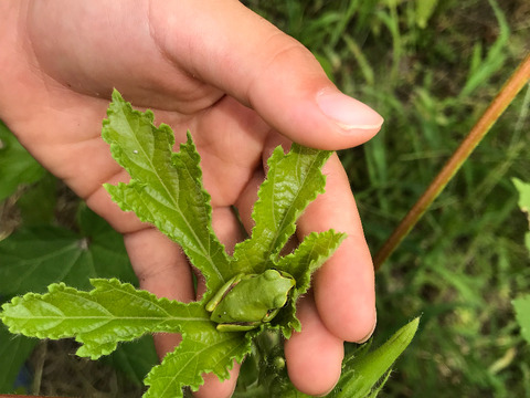 やわらか！丸オクラ１０００グラム