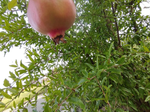 ざくろ ザクロ の実50粒 ※皮をとった採れたての実を冷凍保存したもの☆クール便☆農薬、化学肥料、除草剤、動物性肥料等不使用☆自然栽培☆国産ざくろの実◆冷凍便でお届け