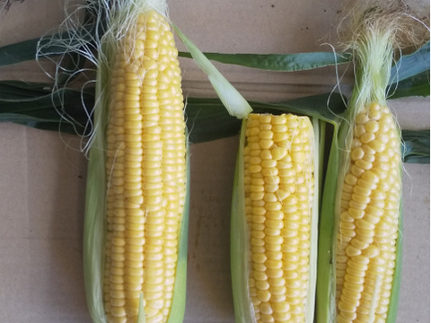 訳ありお得(^^)品種おまかせ【ピュアホワイト】【恵ゴールド】3kg